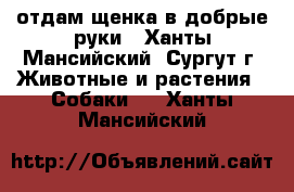 отдам щенка в добрые руки - Ханты-Мансийский, Сургут г. Животные и растения » Собаки   . Ханты-Мансийский